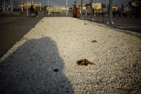 excremente de caine in portul turistic Mangalia