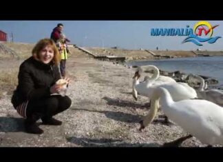 Pelerinajul lebedelor la Mangalia