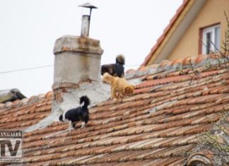 ANIMALE FARA STAPAN