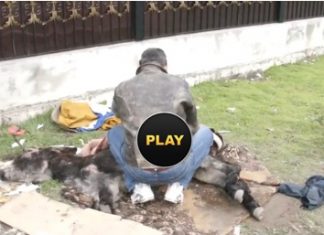 Magarus batut cu bestialitate si abandonat la ghena de gunoi