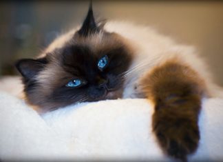 Stiati ca torsul pisicii va poate ameliora stresul, insomnia sau anxietatea?