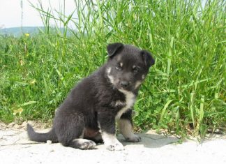 Regulament de gestionare a populaţiei canine din municipiul Mangalia