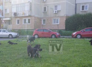 Noi reglementari privind gestionarea populaţiei canine în Mangalia