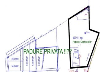 Taietorii din padurea Comorova iau fonduri europene pentru protejarea padurilor !?