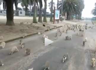 Daca aveam iepuri maidanezi in Mangalia ?