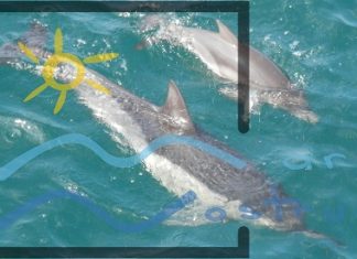 Adoptă un delfin