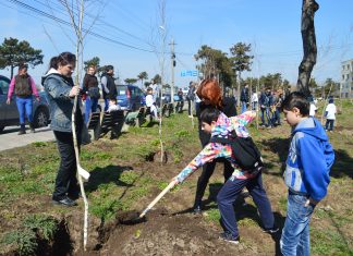 Imagini video de la actiunea de plantare copaci desfasurata la Mangalia