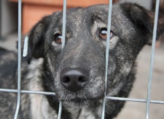 Astazi vei putea si tu sa adopti un caine!