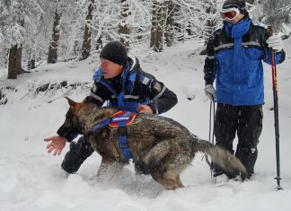 Câinii salvatori – ajutor de nădejde al jandarmilor montani în salvarea vieților oamenilor