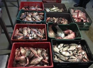 Peste 300 de kilograme de peşte a fost „capturat” din târgurile duminicale din Mangalia si General Scărişoreanu