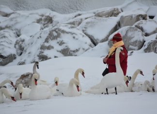 Cum să ajutăm păsările sălbatice aflate în situații critice