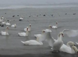 Ger si lebede la Mangalia