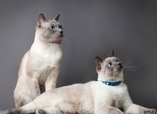 Expoziția Felină Internațională de Primăvară “SofistiCAT Rock!”