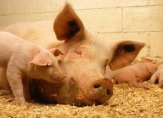 Măsuri de prevenire şi răspândire a pestei porcine africane