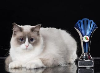 Expoziția Felină Internațională de Primăvară SofistiCAT – Cats & Tales