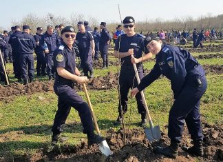 Jandarmii constănţeni solidari cu natura. Au plantat 10.000 de puieţi de salcâm