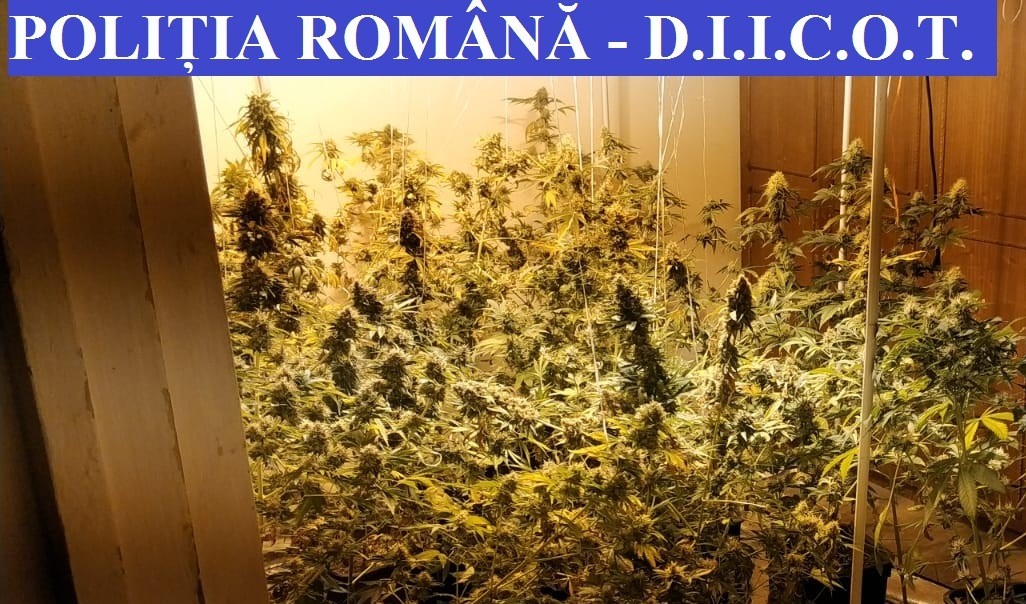 cultura canabis
