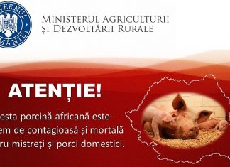 Campanie de informare privind pesta porcină africană