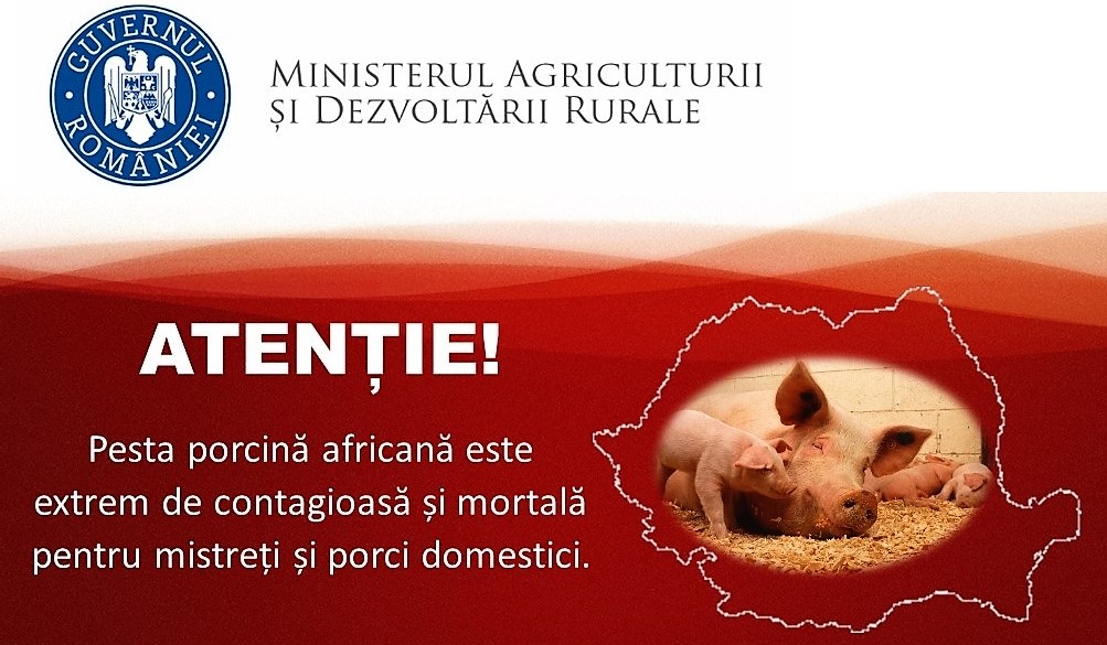 pesta porcina