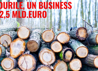 România, țara care își vinde ,,aurul verde’’, pădurile, cu ochii închiși. Cum au ajuns pădurile un business de peste 2,5 miliarde de euro