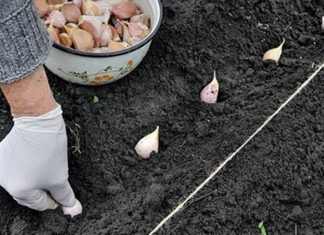 Ajutor de minimis pentru aplicarea programului de susținere a producției de usturoi – 3.000 euro/ha