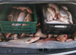 Depistaţi de jandarmi comercializând peşte fără îndeplinirea condiţiilor legale