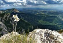 5 martie – Ziua florii de colţ. Tradiție și legendă