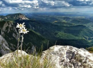 5 martie – Ziua florii de colţ. Tradiție și legendă