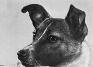 Laika, cățelușa fără stăpân găsită pe străzile din Moscova, devenită eroină planetară