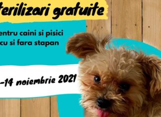 Sterilizări gratuite, pentru câini și pisici, la Mangalia