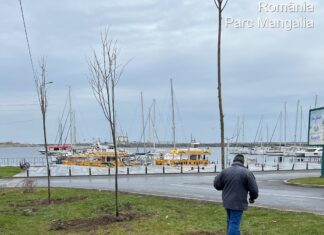 Toaletări de arbori și lucrări de igienizare a domeniului public, la Mangalia