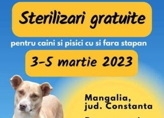MANGALIA: Sterilizări gratuite pentru câinii și pisicile fără stăpân