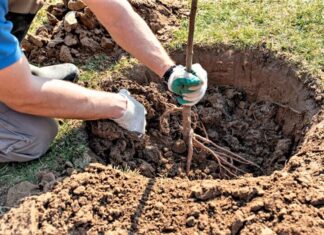 Mangalia sărbătorește 20 de ani de la intrarea României în NATO printr-o plantare de arțari în Parcul Cetății