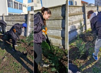 Elevii Școlii Gimnaziale Nr. 3 Mangalia au înfrumusețat grădina școlii prin plantarea de arbuști ornamentali și puieți