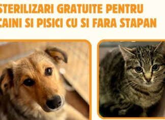 O nouă campanie GRATUITĂ de sterilizare și castrare pentru câini și pisici de rasă comună, la Mangalia