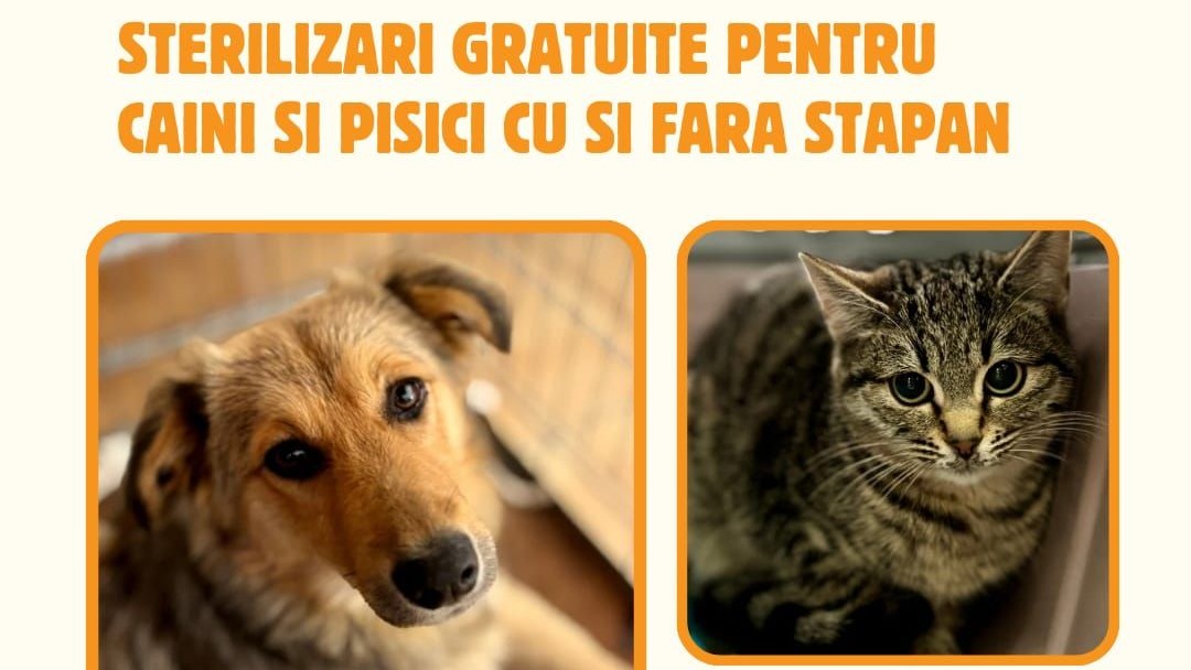 Sterilizare Mangalia
