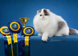 România găzduiește, în premieră, Campionatul Mondial de Frumusețe Felină FIFe 2025