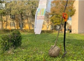 Mangalia devine mai verde! 3.750 de arbori și arbuști vor fi plantați în oraș, cu sprijinul Asociației „Pădurea Copiilor”