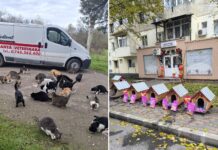 Gest de suflet înainte de Crăciun: cadouri pentru pisicile din Mangalia, oferite de Medlovet Cabinet Veterinar