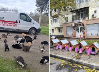 Gest de suflet înainte de Crăciun: cadouri pentru pisicile din Mangalia, oferite de Medlovet Cabinet Veterinar