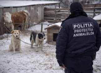 Protecția Animalelor, controale în județ și la Mangalia: amenzi de 12.000 lei după verificarea a 1.135 de animale
