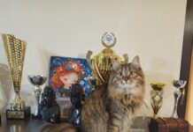 „Oscarurile lumii feline” se decernează în acest weekend la București. Cele mai premiate pisici ale României intră în competiție cu campioni veniți din toată Europa, la Salonul Felin Internațional SofistiCAT.