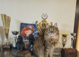„Oscarurile lumii feline” se decernează în acest weekend la București. Cele mai premiate pisici ale României intră în competiție cu campioni veniți din toată Europa, la Salonul Felin Internațional SofistiCAT.