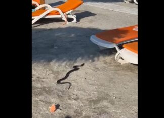 (video) Șarpe de aproximativ 1,5 metri, capturat de jandarmi pe o plajă din stațiunea Venus